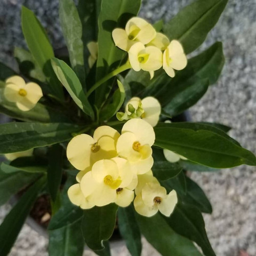 İthal Sari Euphorbia Milii / Dikenler Tacı Saksıda Küçük Boy