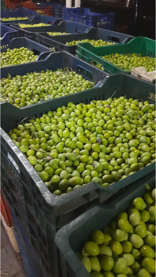 Yeşil zeytin