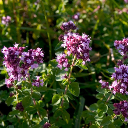 İSTANBUL KEKİĞİ - Origanum Vulgare