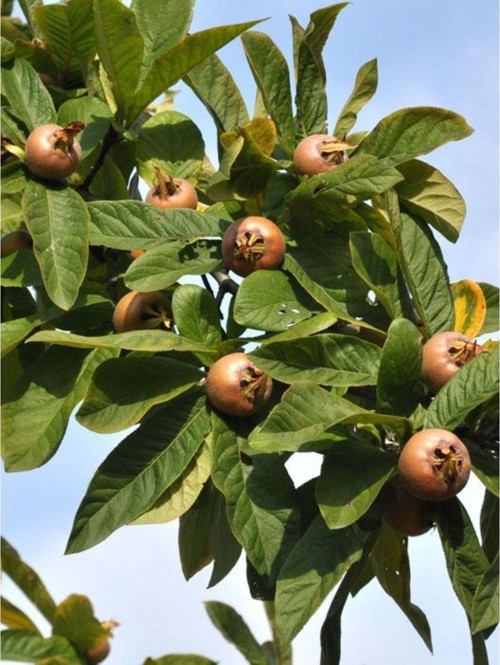 Döngel Fidanı (150 cm. Boy / 2 Yaş / Aşılı / İri Meyveli / Açık Kök)