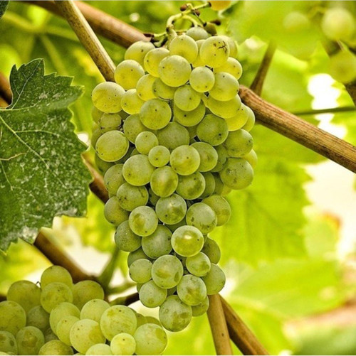 Fidan & Peyzaj - Çavuş Üzüm Fidanı (Sofralık /Seçkin Çeşit/Tüplü)