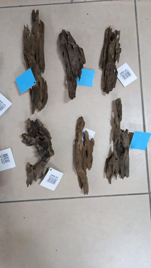Natural Dragon Wood 15-25cm 1 Adet