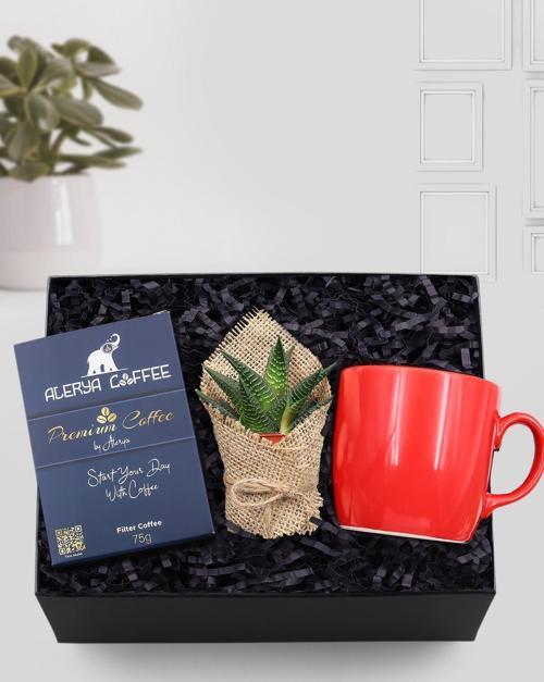 Kırmızı Kupa & Canlı Sukulent Çiçek & Alerya Premium Filtre Kahve Hediye Seti