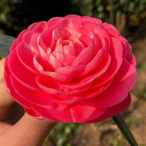 Mini Saksıda Katmerli Pembe Katmerli Kamelya Fidesi (5-10 cm)
