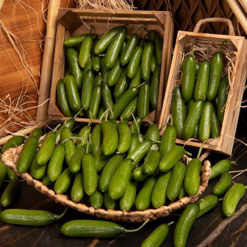 Çıtır Çengelköy Salatalık Fidesi 5 adet