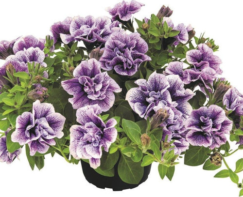 Tumbelina Priscilla Pro Kokulu Katmerli Sarkıcı Petunya Çiçeği Fidesi (1 Adet)