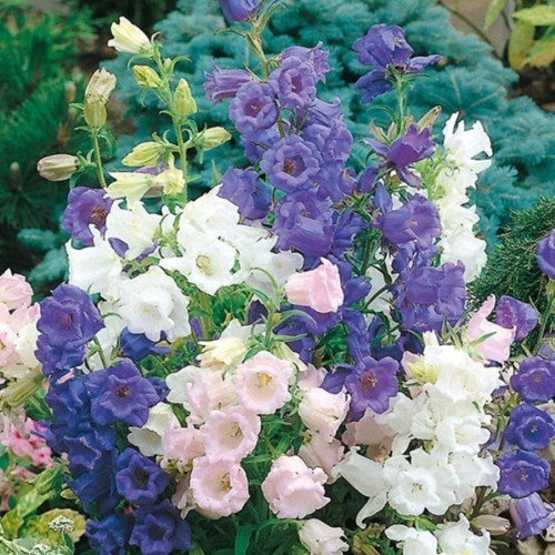 Calycanthema ‘Cup & Saucer’ Campanula Karışık Çan Çiçeği Tohumu (100 Tohum)