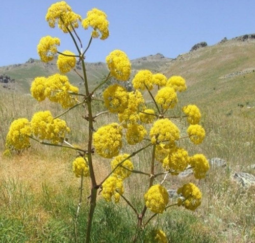 Doğal Çakşır(Çavşır) Otu Tohumu(10 adet) Sınırlı Sayıda