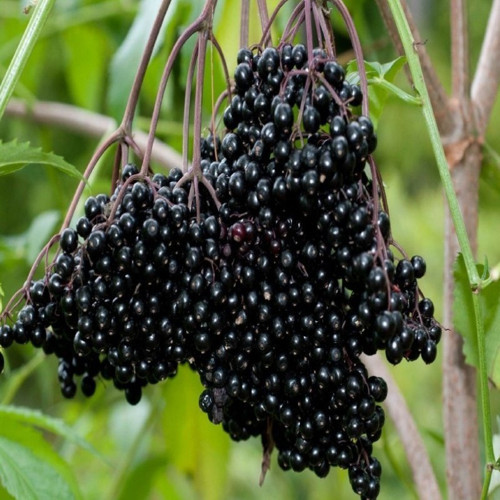 Doğal Karamürver Tohumu (50 tohum)