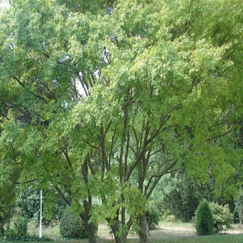 Çınar Yapraklı Akçaağaç Tohumu (20 tohum)