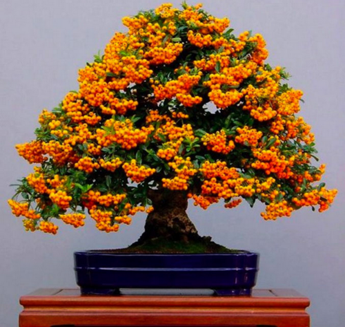 Bodur Ateşdikeni Fidanı Bonsai İçin Uygun Bitki Tohumu (15 tohum)