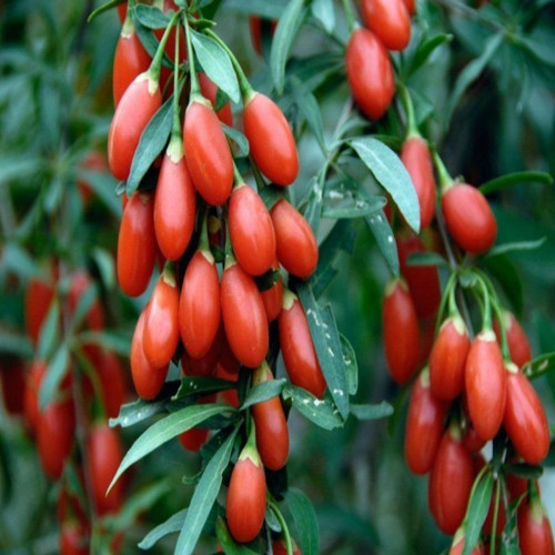 Ata Tohumları Geleneksel Goji Berry Kurt Üzümü Tohumu (1000 Tohum)