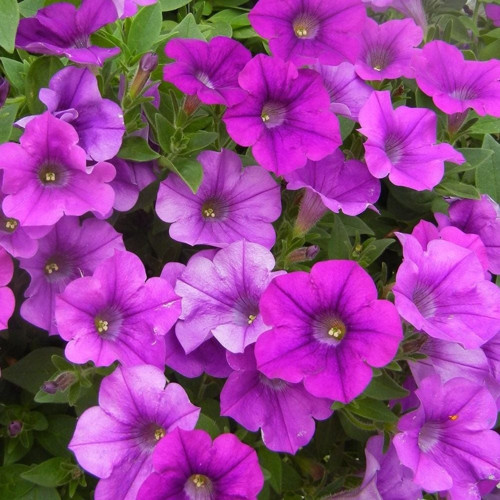 Ata Tohumları Gelneksel Mor Saksılık Purple Petunya Çiçeği Tohumu(100 tohum)