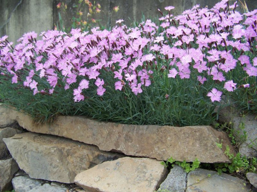Dianthus Kır Pembesi Çiçeği Tohumu(50 adet)