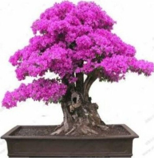 Bonsai İçin Uygun Erguvan Ağacı Tohumu (5 tohum)
