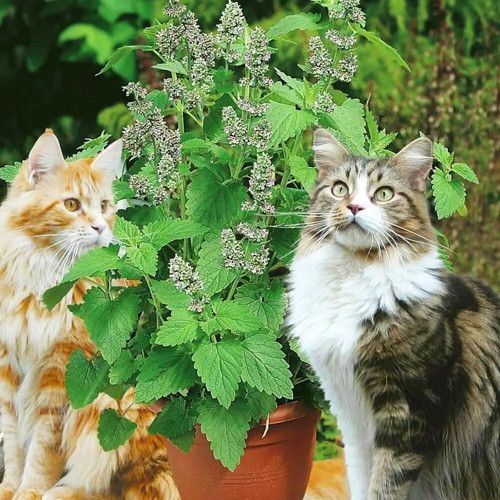 Ata Tohumları Geleneksel Catnip Kedi Nanesi Tohumu (20 tohum )