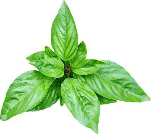 Dogal Green Flesh Geniş Yapraklı Aromatik Fesleğen Tohumu (50 tohum)