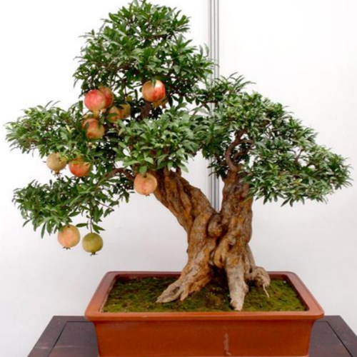 Bonsai İçin Uygun Süs Narı Tohumu (5 adet)