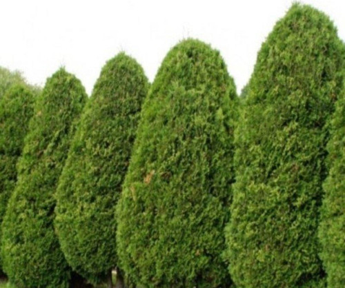 Doğal Mazı Tohumu (20 tohum)