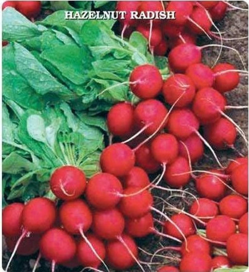 Ata Mirası Geleneksel Kırmızı Fındık Turp Tohumu (50 tohum)