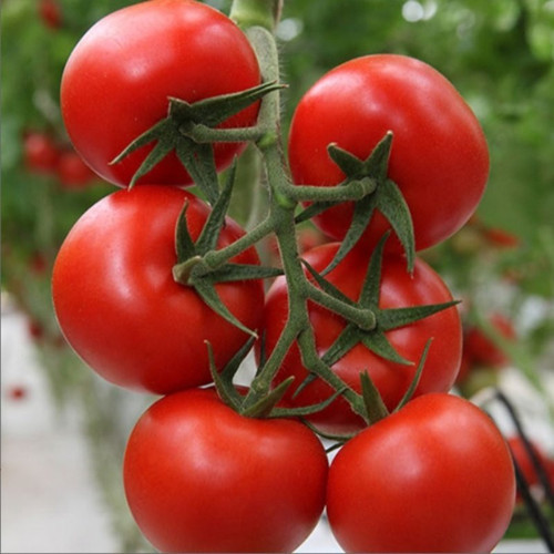 Bt Serenay F1 Hibrit Sırık Salkım Domates Tohumu (10 Tohum)