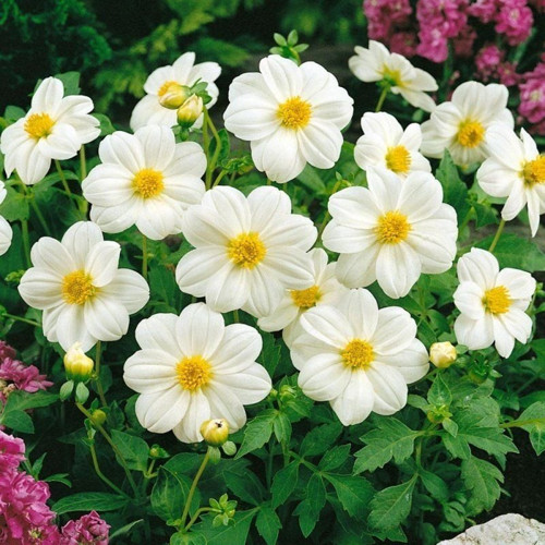 Geleneksel Tohumlar Bodur Mignon White Dahlia Yıldız Çiçeği Tohumu (80 tohum)