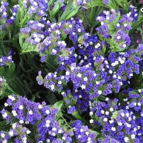 Limonium Sinuatum Blue River Deniz Lavantası Tohumu (30 tohum)