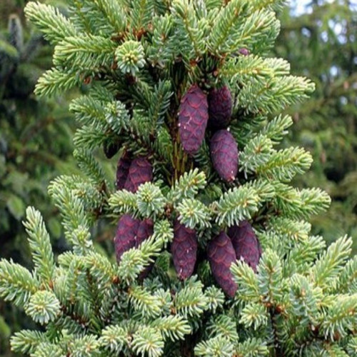 Picea Likiangensis Çin Ladini Tohumu (10 Tohum)