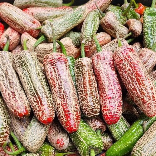 Nadir Ata Tohumları Jalapeno Farmers Biber Tohumu (10 tohum)