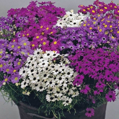 Karışık Renkli Splendour Brachycome Çiçeği Tohumu (200 tohum)