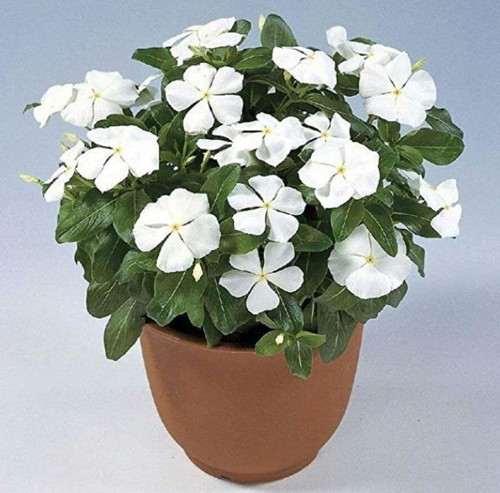 Vinca Rosea Pure White Rozet Çiçeği Tohumu (20 tohum)
