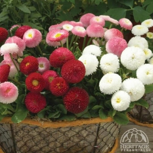 Mix Katmerli Bellis Perennis Ponpon İngiliz Çayır Papatyası Çiçeği Tohumu(100 tohum)