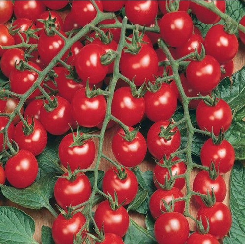 Yüksek Verimli Cluster Kokulu Janissary Çeri F1 Domates Tohumu (10 tohum)