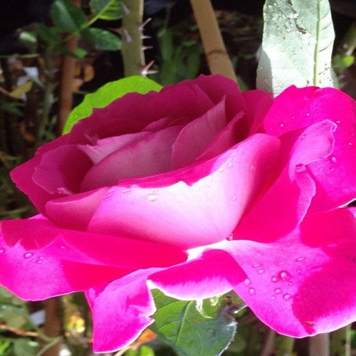 Yediveren İri Goncalı Gülfem Hatun Kokulu Sarmaşık Gül Tohumu (5 tohum)