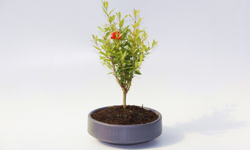 BONSAİ PUNİCA SÜS NARI - GREY SERİSİ HEDİYELİK