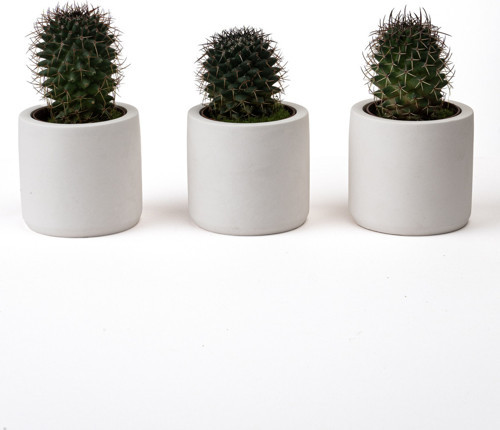 3'lü Mini Sukulent Saksısı - Dekoratif Beton Saksı - Beyaz - 7X7 cm