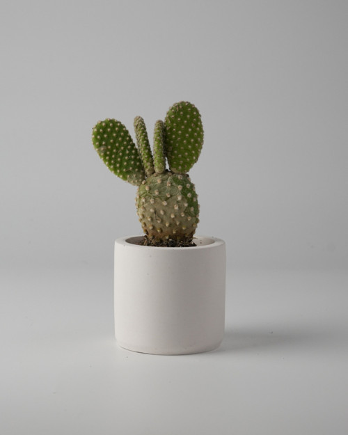 Dekoratif Beton Saksı - Mini Sukulent - Kaktüs ve Sukulent Bitkileri 7x7cm Beton Renkli Saksı