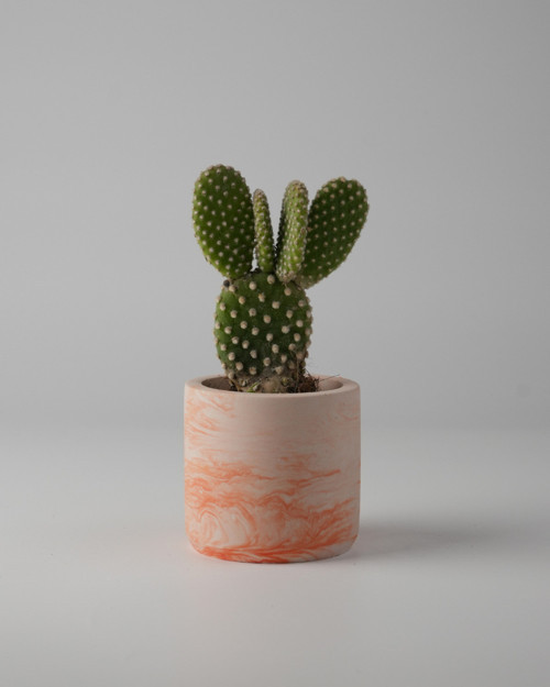 Dekoratif Beton Saksı - Mini Sukulent - Kaktüs ve Sukulent Bitkileri 7x7cm Beton Renkli Saksı