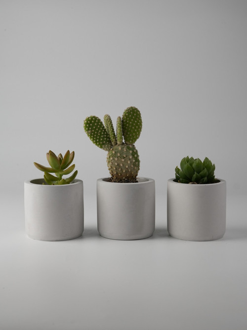 Dekoratif Beton Saksı - Mini Sukulent - Kaktüs ve Sukulent Bitkileri için 7x7cm Beton Renkli Saksı