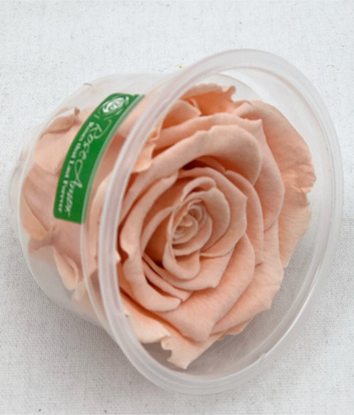 Rose Amor Somon Solmayan Şoklanmış Gül