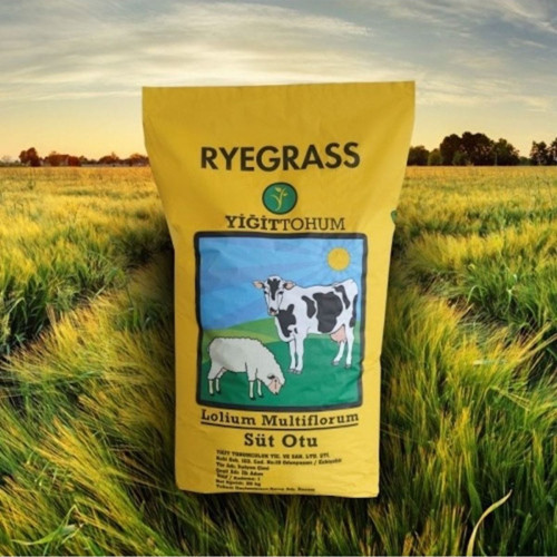 Süt Otu (Italıan Ryegrass) – İlkadım - Çiğdem Yiğit (25 Kg)