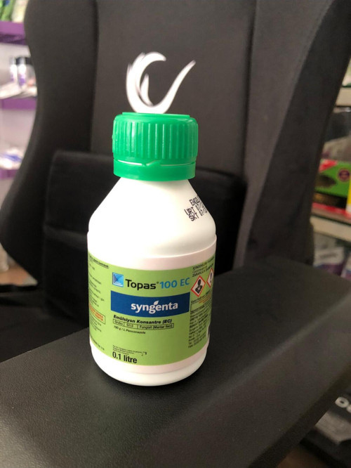 Külleme Ilacı Bitki Mantar Orkide Mantar Çiçek Mantarı Genel Mantar Ilacı