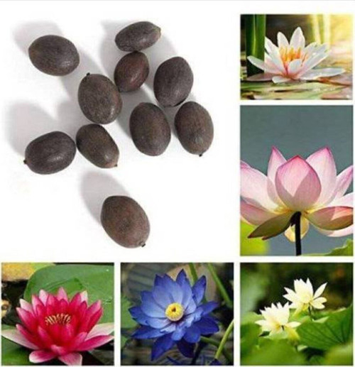 3 Adet 3 Renk Lotus Çiçeği (nilüfer) Tohumu