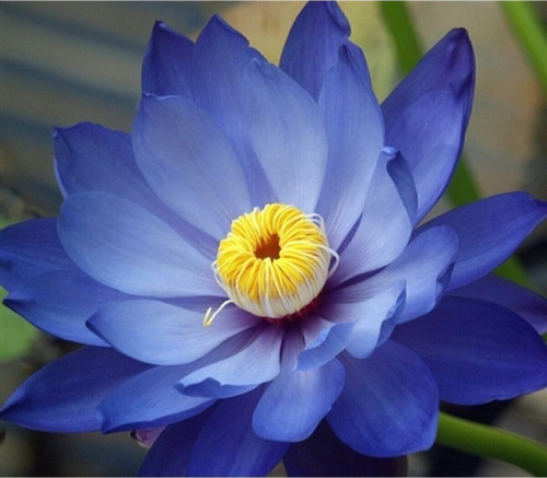 Karışık Renkli Lotus Çiçeği Tohumu