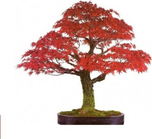 Bodur Flamingo Bonzai Ağacı Tohumu 5 Adet Bonsai Ağacı Tohumu