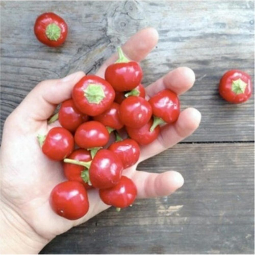 Cherry Acı Kiraz Biber Tohumu Acı Yakantop Biber Tohumu 15 Adet Tohum
