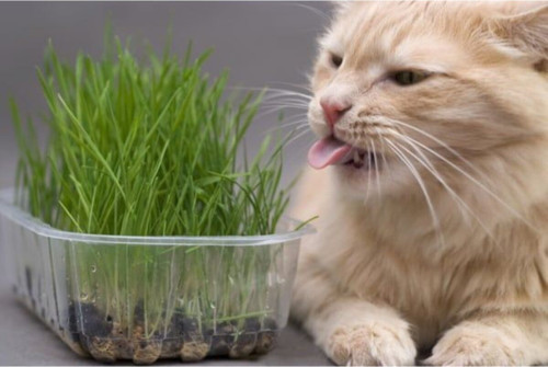 Kedi Çimi Tohumu 30 Gram Ithal Kedi Çimi Tohumu