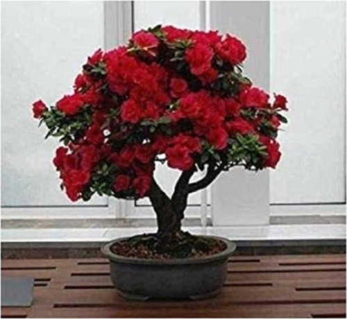 Bonsai Kırmızı Gül Ağacı Tohumu Ekim Seti 5 Adet Tohum + Saksı + Toprak Hediye Tohum