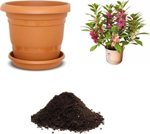 Türbe Çiçeği Tohumu Ekim Seti