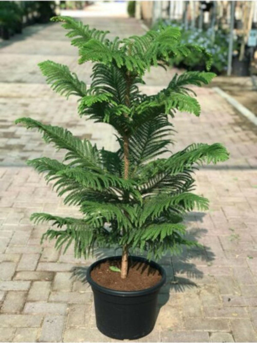 Arakorya Çam Ağacı Tohumu Salon Çamı Ağacı Tohumu Ekim Serti 3 Adet Tohum + Saksı + Toprak